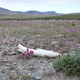 A mammoth tusk found on Wrangel Island. (Image: Patrícia Pečnerová)